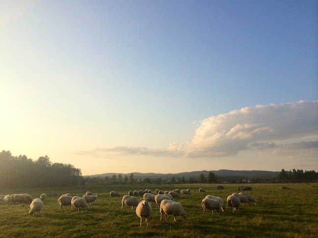 Reviews of Jannelunds Gård in Mullhyttan - Gastronomi och hotellverksamhet