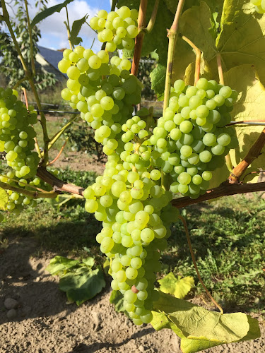 Grevlunda Bär o Vingård - Vitaby