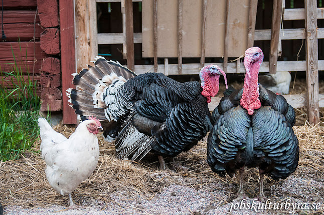 LUNÅN 113, 791 92 Falun