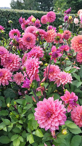 Comentarii opinii despre Bosjökloster Trädgårdscaféet - en del av Bosjökloster Slott