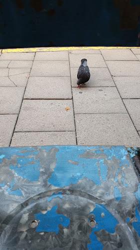 Comentarii opinii despre Le Violon Dingue