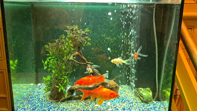 Kungsgatan 12, 541 31 Skövde