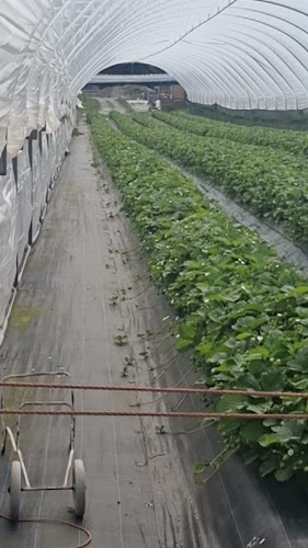 Comentarii opinii despre Hallongården