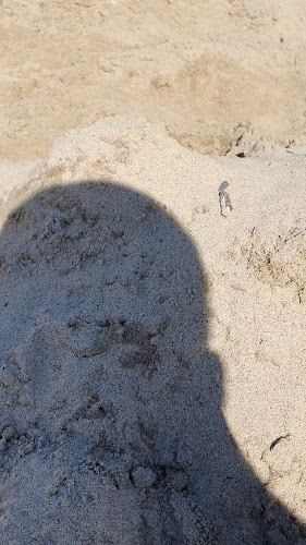 Sjön - Gastronomi och hotellverksamhet