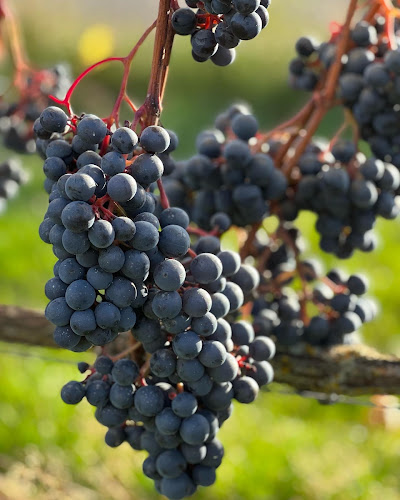 Ivögården Mat & Vingård Phone number