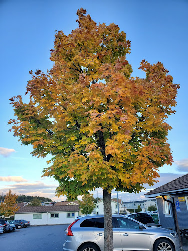 Tölö Pizza & Kiosk Open Times