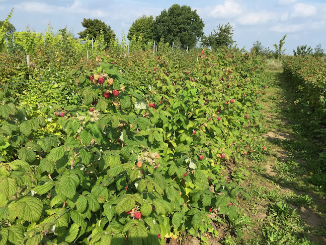 Comentarii opinii despre Grevlunda Bär o Vingård