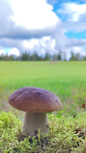 Opinii despre Rasta Ulricehamn în Strängsered - Gastronomi och hotellverksamhet