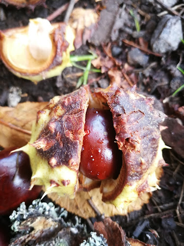 Comentarii opinii despre Abborrebergs Veranda