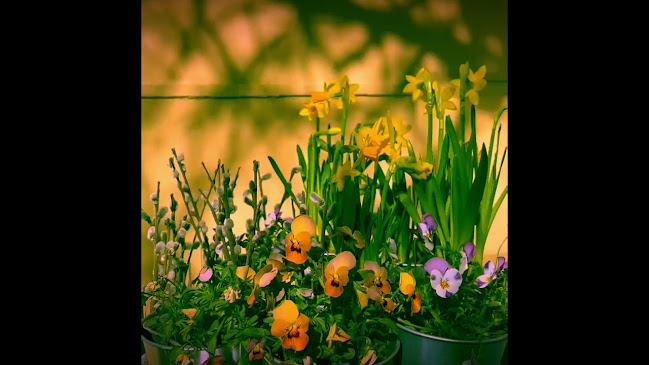 Comentarii opinii despre Gelatokiosken