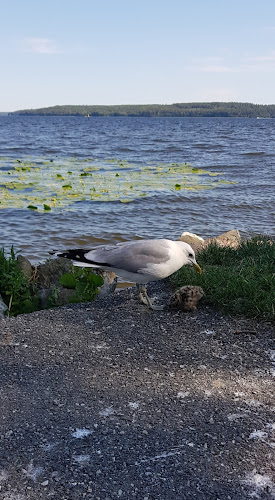 Plåt Pelles Café - Gastronomi och hotellverksamhet