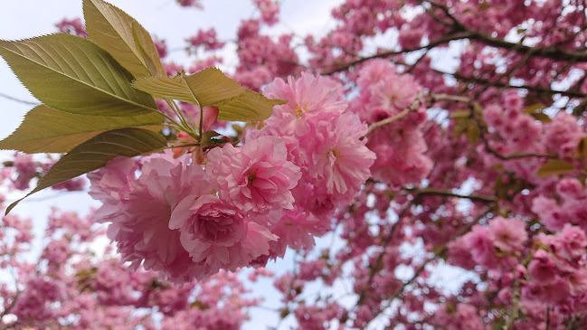 Comentarii opinii despre Olins café