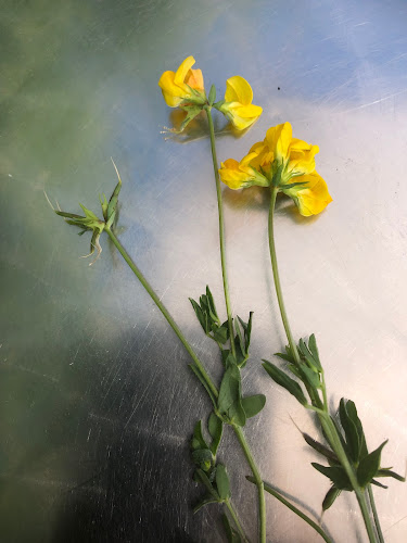 Comments and reviews of Hvens Glassfabrik