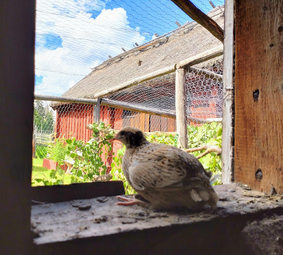 Comentarii opinii despre Pelle och Maries kafé i Viby