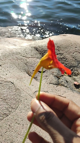 Opinii despre Kafé Sjöstugan în Solna - Gastronomi och hotellverksamhet