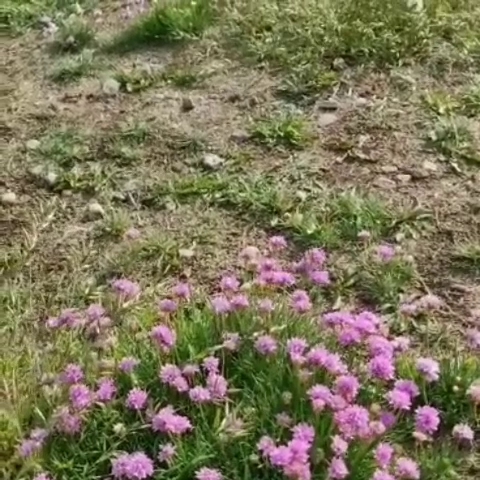 Fästningsterrassen - Varberg