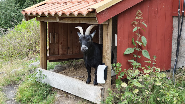 Stora Lunån Gårdscafé - Gastronomi och hotellverksamhet