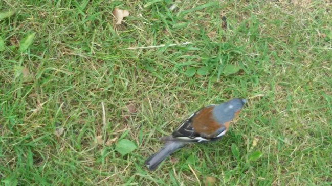 Abborreberg Friluftsgård 2, 603 75 Norrköping