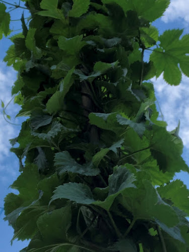 Harknivens Kultur AB - Gastronomi och hotellverksamhet