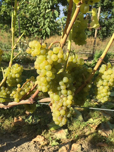Grevlunda Bär o Vingård - Gastronomi och hotellverksamhet